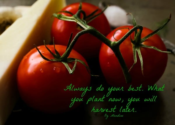 A tomato picture with a quote of the day "Always do your best. What you plant now, you will harvest later!".